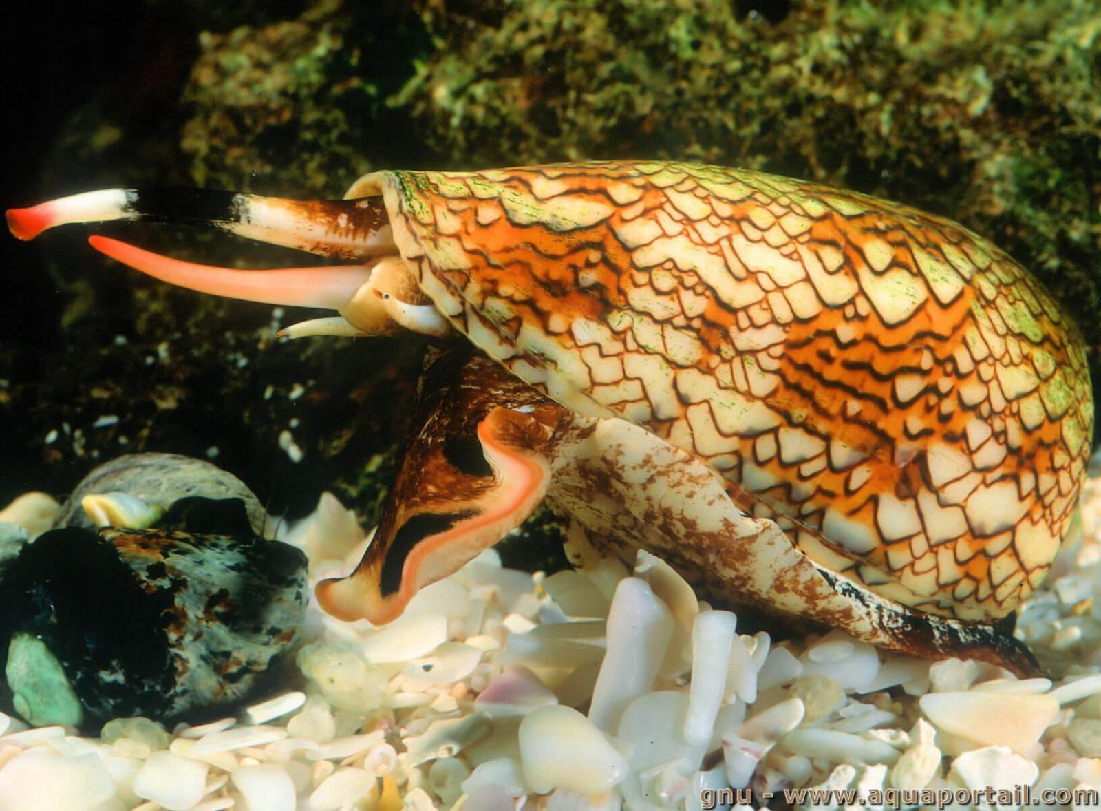 cone-conus-textile-toison-dor.jpg